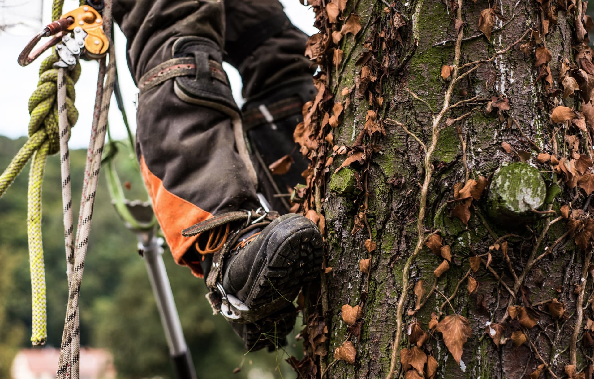 Expert Ivy & Climbing Plant Removal from Hemel Hempstead