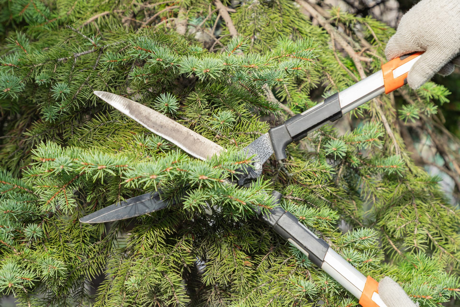 Established Tree Pruning & Crown Work Specialists