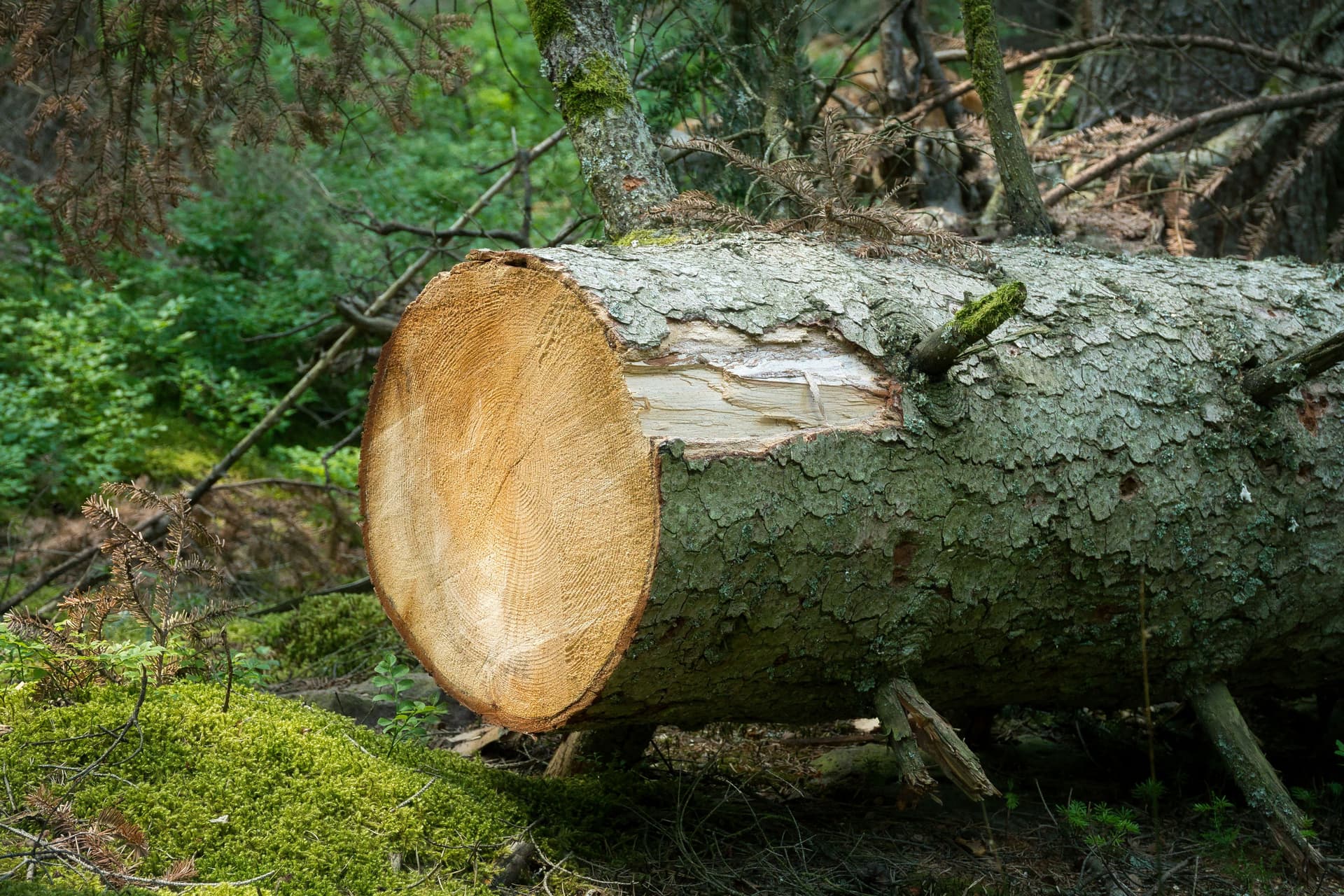 Reliable Tree Felling & Removal for Residential Homes