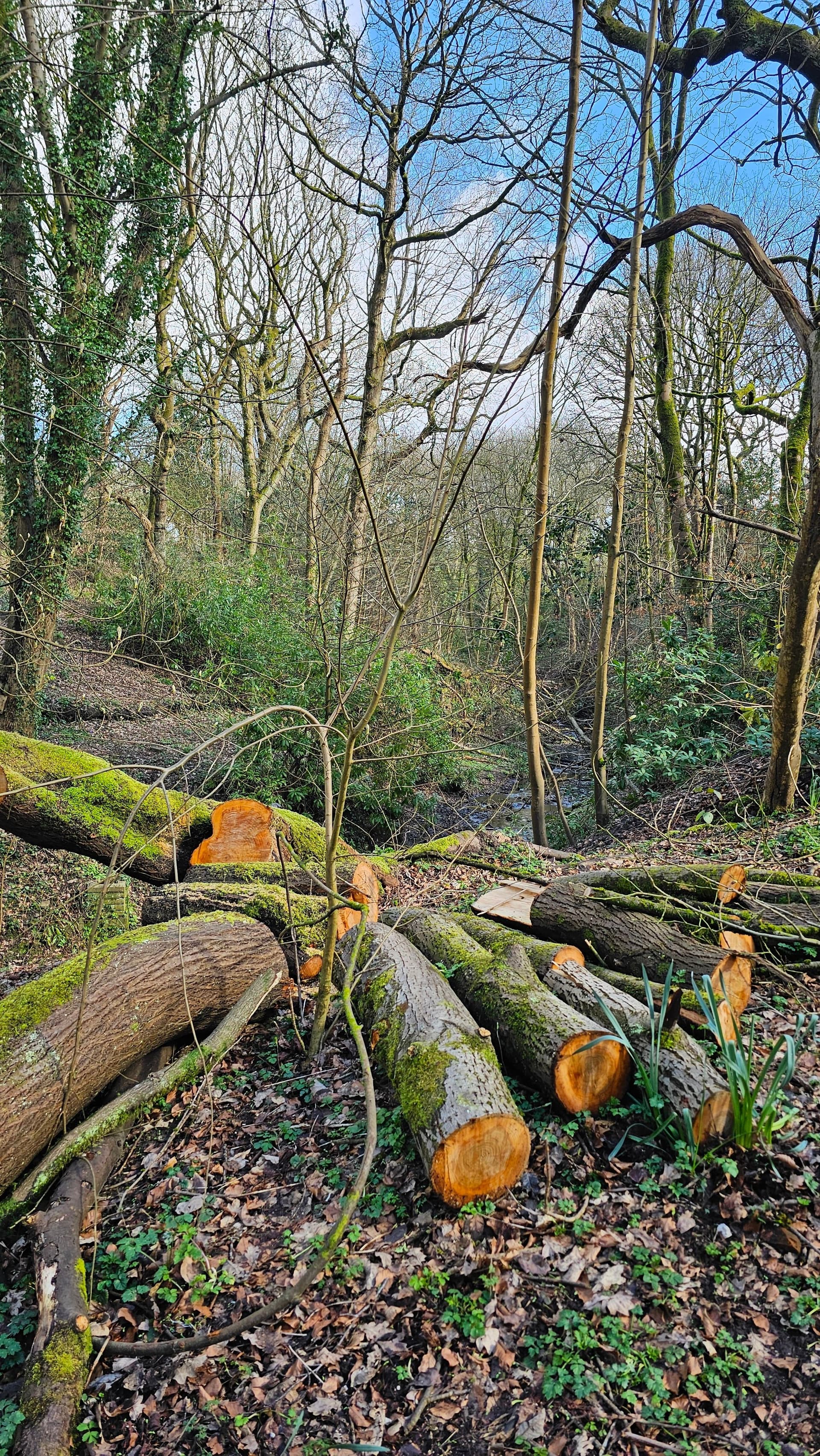 Emergency Tree Work Done Right