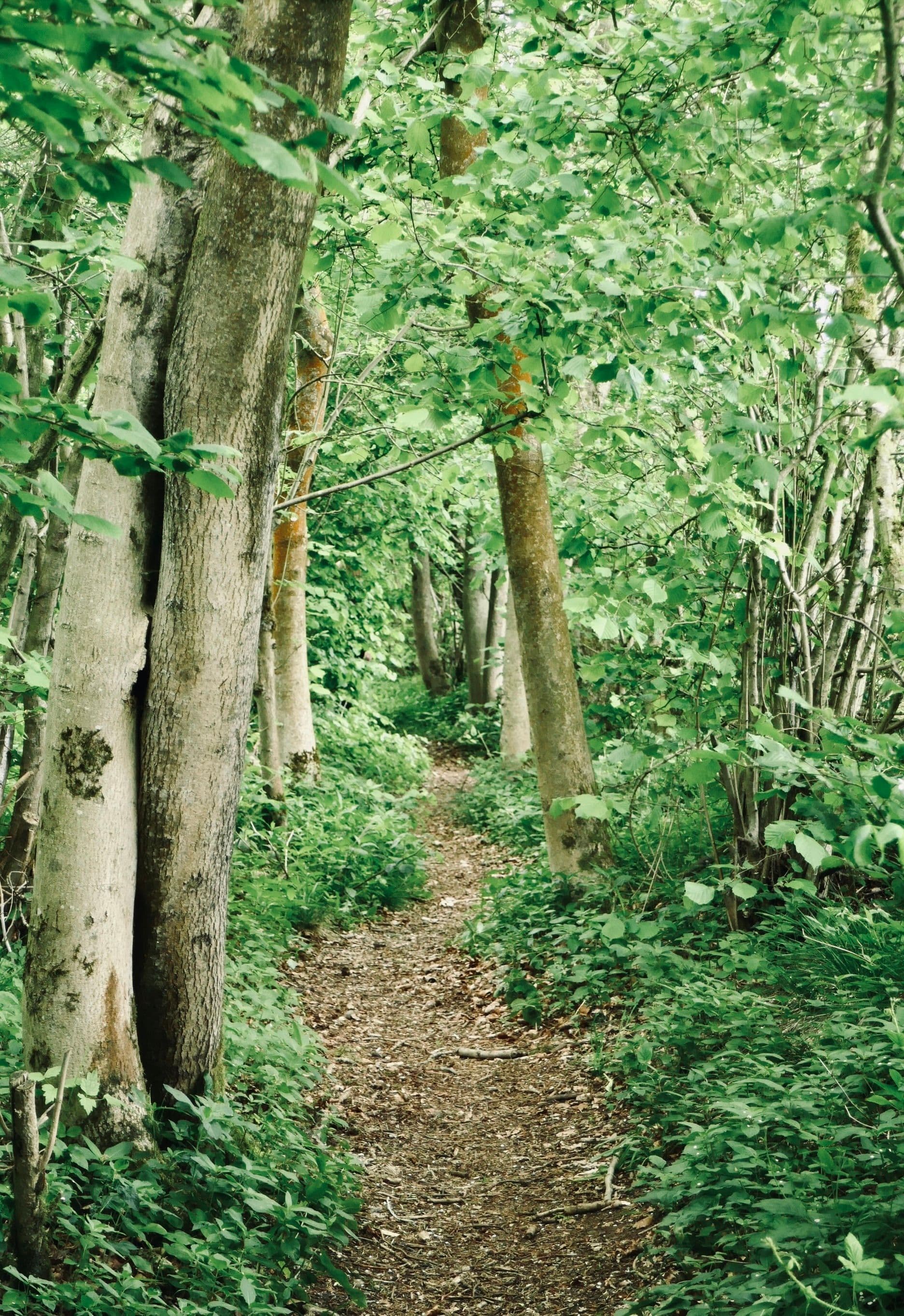 Expert Woodland & Site Clearance from a Local Tree Team