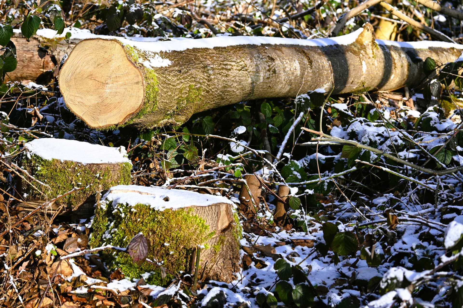Your Local Stump Grinding & Removal Experts